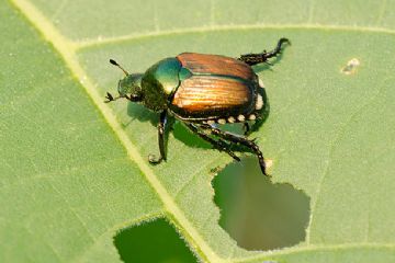 Emergenza Popillia Japonica - informazioni per i Comuni ricadenti in zona infestata
